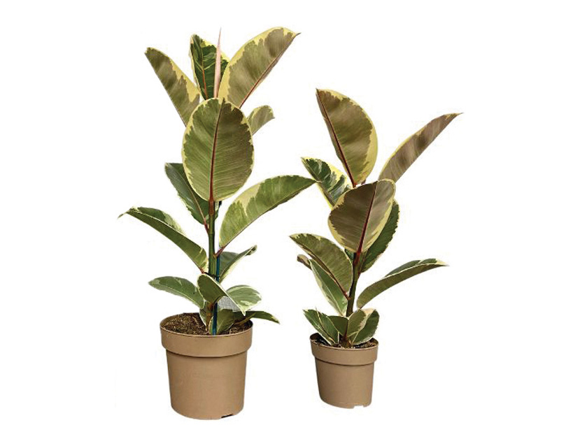 image of two container sizes with plants